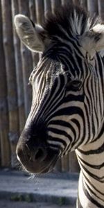 Animals,Zebra