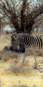 Animals,Zebra,Africa,Nature