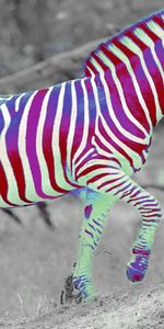 Animals,Zebra,Funny