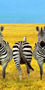 Animals,Zebra,Funny