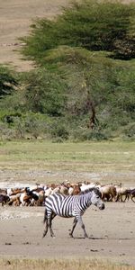 Animals,Zebra,Landscape