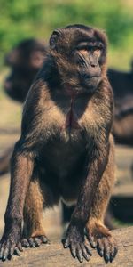 Animals,Zoo,Monkey,Marmoset