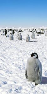 Flâner,Animaux,Promenade,Antarctique,Oiseaux,Pinguouins