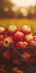 Récolter,Panier,La Moisson,Pommes,Nourriture,Automne