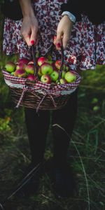 Apples,Basket,Food,Harvest,Girl