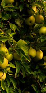 Nature,Branches,Feuilles,Pommes,Fruits