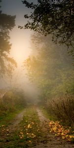 Manzanas,Camino,Árboles,Bosque,Niebla,Naturaleza