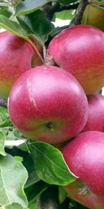 Apples,Food,Branch,Leaves,Background