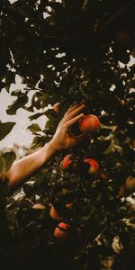 Apples,Miscellanea,Miscellaneous,Wood,Tree,Branches,Hand,Apple Tree