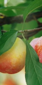 Plantas,Frutas,Manzanas