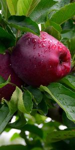 Apples,Tree,Branches,Drops,Wood,Fruits,Food