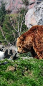 Arctic Fox,Grizzly,Grizzly Bear,Grass,Bear,Animals,Stones