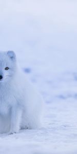 Arctic Fox,Polar Fox,Animals