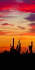 Nature,Silhouettes,Arizona,Cactus,Coucher De Soleil