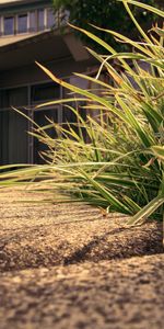 Plantas,Hierba,Fotografía Artística