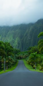 Asphalt,Nature,Mountains,Road,Palms