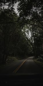 Asphalt,Trees,Turn,Nature,Road