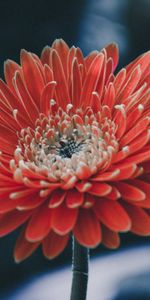 Aster,Petals,Flowers,Flower