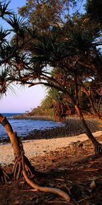 Australia,Trees,Shore,Bank,Roots,Nature,Sand