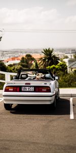 Auto,Cars,Dog,Cabriolet