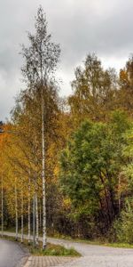 Forêt,Asphalte,Voitures,Nature,Plutôt Nuageux,Couvert,Finlande,Arbres,Route,Automne