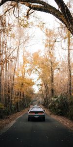 Árboles,Otoño,Coches,Carro,Coche,Asfalto,Camino