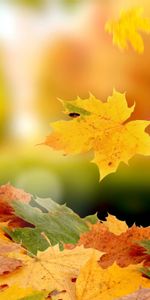 Autumn,Background,Leaves