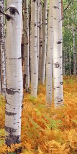 Autumn,Birches,Landscape,Trees