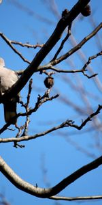 Autumn,Bird,Sit,Branch,Dove,Animals