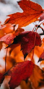 Feuilles,Sec,Érable,Macro,Branche,Automne