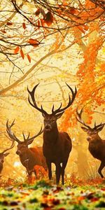 Autumn,Deers,Animals