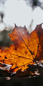 Otoño,Marrón,Seco,Folleto,Arce,Naturaleza