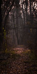 Autumn,Fog,Path,Nature,Branches,Foliage,Forest