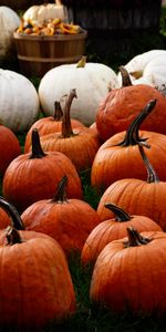 Autumn,Food,Pumpkin,Harvest