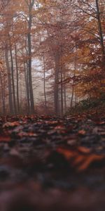 Autumn,Forest,Nature,Fog