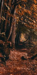 Autumn,Forest,Path,Nature,Trees