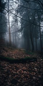 Autumn,Forest,Track,Nature,Fog