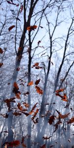 Forêt,Tas,Nature,Brouillard,Feuilles,Vent,Automne