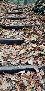 Échelle,Escaliers,Feuillage,Nature,Automne