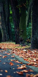 Autumn,Landscape