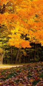 Autumn,Landscape