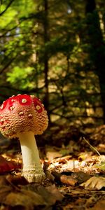 Champignons,Paysage,Automne