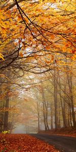 Autumn,Landscape,Roads