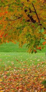 Paysage,Arbres,Automne