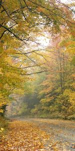 Árboles,Carreteras,Otoño,Paisaje