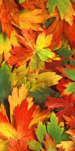 Feuilles,Contexte,Automne