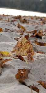 Feuilles,Sable,Contexte,Automne,Plage