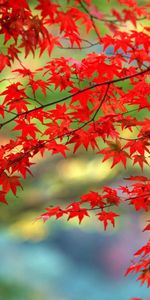 Autumn,Leaves,Branches,Branch,Nature