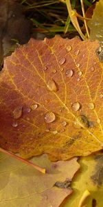 Naturaleza,Otoño,Hojas,Drops