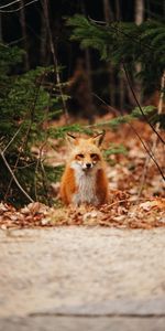 Feuilles,Forêt,Animaux,Prédateur,Un Renard,Automne,Renard